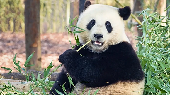 3 days Chengdu Private tour