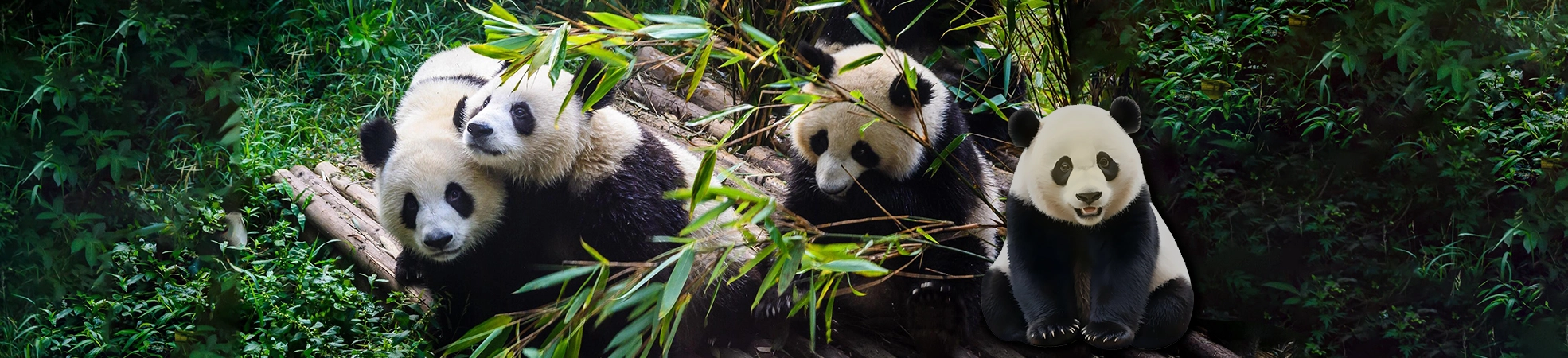3 days Chengdu Private tour